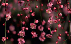 Mandhari ya Pinki ya Maua — Pink Floral Picha ya Ukuta