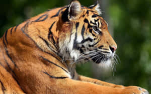 Safari ya Mbwa Mwitu Mkuu Katika Nyanda za Wazi — Tiger Picha ya Ukuta