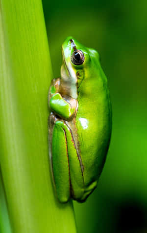 Picha za Frog — Oppo Pad SE Picha ya Ukuta
