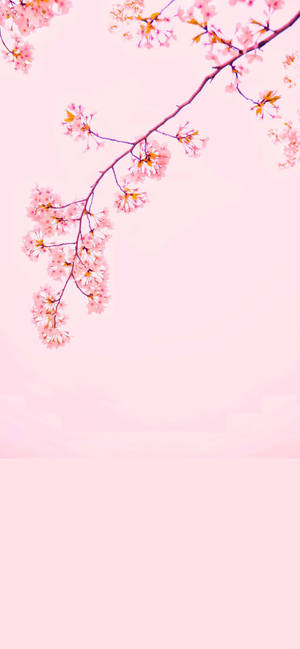 Sakura iPhone 12 wallpaper — iPhone 12 Picha ya Ukuta