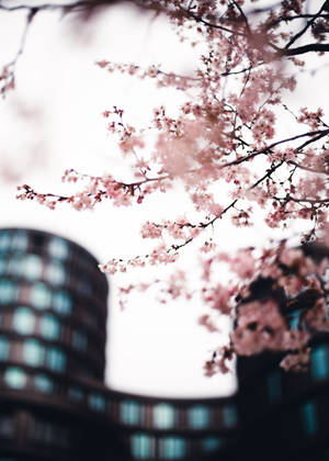 Sakura In The City wallpaper — Oppo Pad 5 Picha ya Ukuta