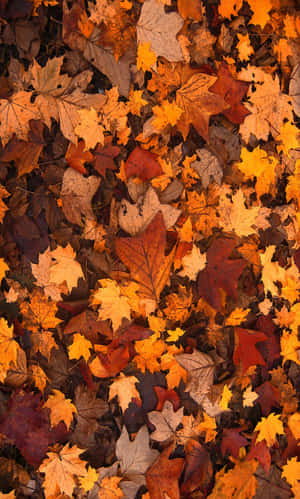 Picha za Autumn za Kupendeza — Realme Pad 2 Picha ya Ukuta