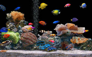 Samaki Baridi Katika Aquarium wallpaper