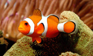 Taswira ya samaki baridi Nemo juu ya mwamba marjaani