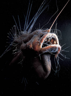 Samaki Baridi wa Ajabu wallpaper