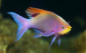 Picha ya samaki mwenye pink baridi