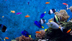 Samaki Mzuri katika bahari ya bluu ya kina wallpaper