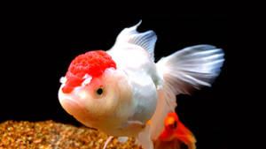 Picha ya samaki wa dhahabu Oranda
