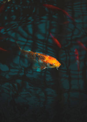 Samaki wa Koi Katika Aquarium wallpaper. — OnePlus Pad Picha ya Ukuta