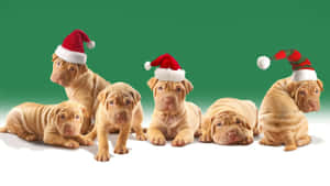 Santa Claus wa Kuchekesha Amekwama kwenye Bomba la Moshi — Krismasi ya kuchekesha Picha ya Ukuta