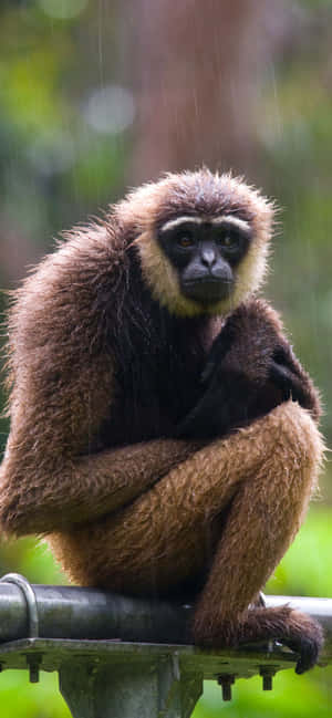 Iphone Xs Max Gibbon Background — Galaxy F56 Picha ya Ukuta