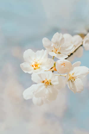 White Flower Background — Huawei MatePad Edge Picha ya Ukuta