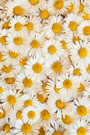 Background ya Daisy — Xiaomi Pad 9 Pro Max Picha ya Ukuta