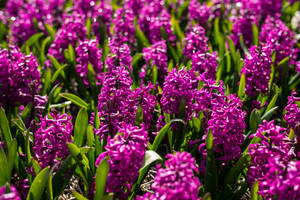 Shamba la Mwitu wa Hyacinth Miss Saigon Wallpaper — 3:2 Picha ya Ukuta
