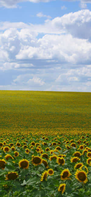 Sunflowers Background — Tecno Spark Go 5G Picha ya Ukuta