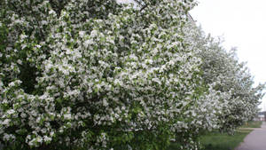 Maua ya miti ya spring na miti ya blooming wakati wa spring season wallpaper.