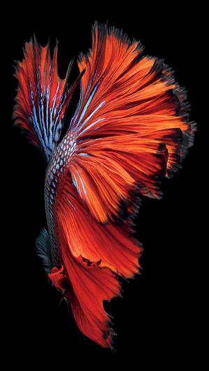 Siamese Fighting Fish iPhone SE — iPhone Se Picha ya Ukuta