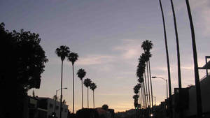 Silhouette ya Sunset Boulevard wallpaper