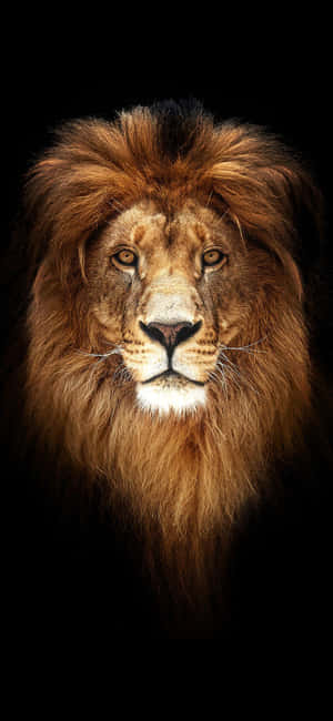 Lion background — Vivo S2 Picha ya Ukuta
