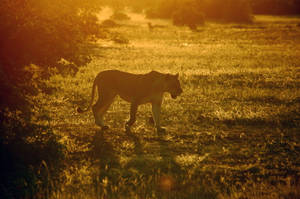 Simba Jike wa Mwanga wa Botswana — Asili Picha ya Ukuta
