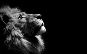Picha ya mandhari ya simba — Simba Picha ya Ukuta