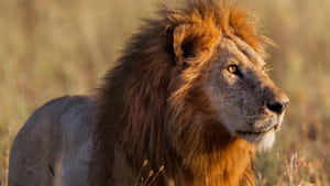 Picha za simba — Simba Picha ya Ukuta