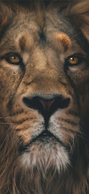 Lion background — POCO X Picha ya Ukuta
