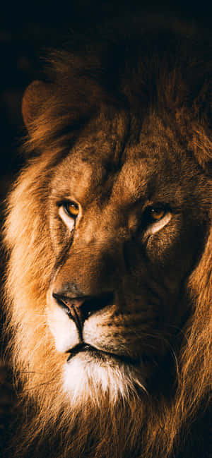 Lion background — OnePlus N6x Picha ya Ukuta