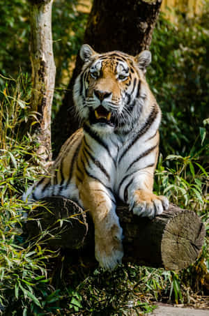 Picha za simbamanga — Tiger Picha ya Ukuta