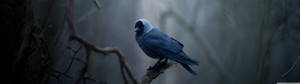 Tapeli la bird ndogo ya bluu juu ya branch. — 5120x1440 Picha ya Ukuta