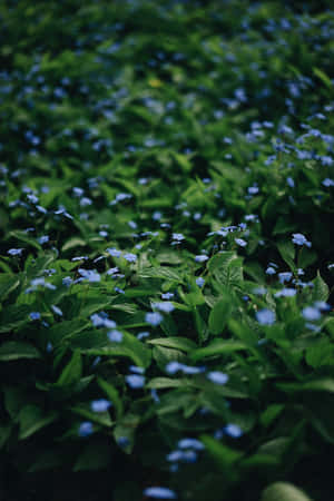 Small Blue Flowers Phone — Huawei MatePad 11.5 (2026) Picha ya Ukuta