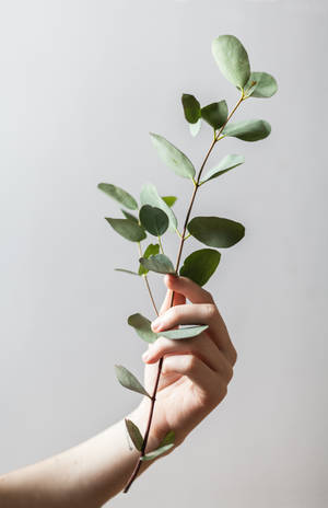 Holding Eucalyptus green aesthetic wallpaper — Honor MagicPad4 Picha ya Ukuta