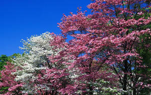 Spring pink flowering trees wallpaper
