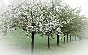 Spring Trees wallpaper