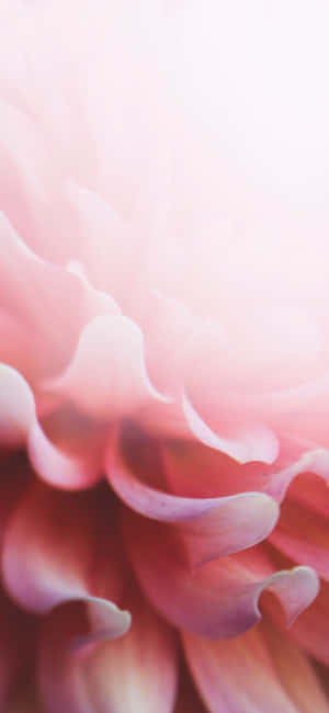 Light Pink Floral Iphone — Xiaomi 17 Pro Picha ya Ukuta