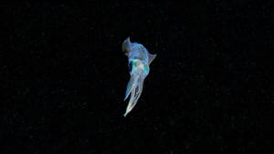 Squid ya Bluu ya Neon — Samawi wa neon Picha ya Ukuta