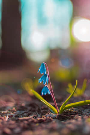 Squill Blue Flowers Phone — Huawei MatePad 11.5 (2026) Picha ya Ukuta