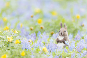 Squirrel Mwekundu Mzuri wa Spring