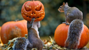 Squirrel za Halloween mzuri wallpaper. — Pipi Halloween Picha ya Ukuta