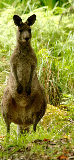 Standing Kangaroo wallpaper — iPhone 18 Pro Picha ya Ukuta