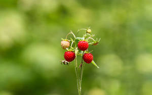 Strawberries za majira ya kuchacha katika mwanga wa kijani wa mwanga wallpaper.