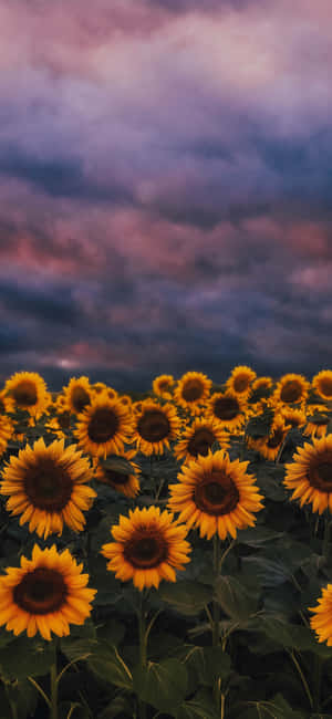 Sunflower Background — OnePlus N6x Picha ya Ukuta