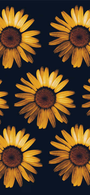 Picha ya Sunflower — Tecno Pop X 4G Picha ya Ukuta
