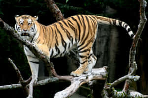 Picha za sungura — Tiger Picha ya Ukuta