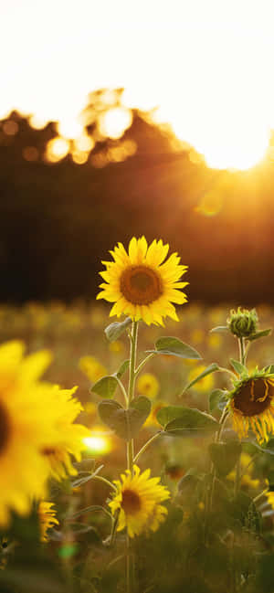 Sunflowers Background — Honor 500 Smart Picha ya Ukuta