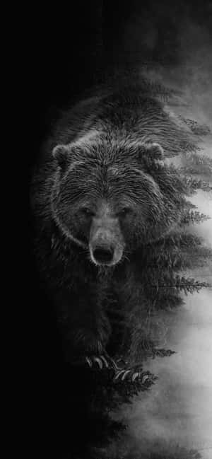 Black Bear Pictures — Honor Play 60A Picha ya Ukuta
