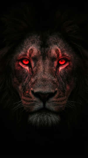 Mwanga Mwekundu,Simba,Mfalme Simba,Mwitu,Mwitu 4K,Mwanga Mwekundu,simba mwitu,simba wa kufikiri,wallpaper ya simu,esthetic mwitu,Anamali