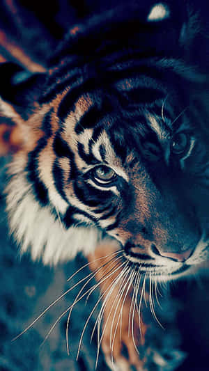Picha za Tiger Mrembo — Tiger Picha ya Ukuta