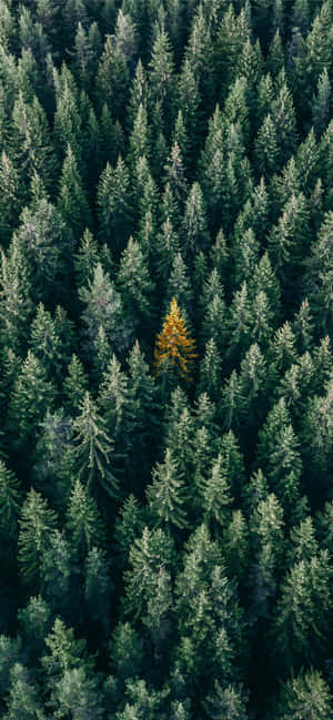 Trees Iphone — Redmi Note Picha ya Ukuta