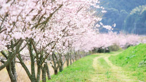 Cherry blossom trees on the side of country road during spring wallpaper.